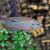 Neon Jewel Cichlid