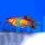 Neon Orange Platy 4cm