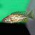 Nimbochromis Polystigma