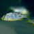 Nimbochromis Venustus 