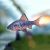 Checker Barb