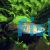 Paradise Fish - Macropodus opercularis