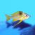 Ophthalmotilapia nasutus