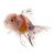 Calico Oranda