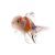 Calico Oranda