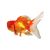 Crown-head-oranda