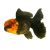 Giant Oranda - Select