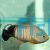 Orange-Lined Angelfish 