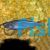 Orange Finned Danio
