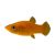 Orange Freshwater Molly