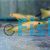 Orange Lemon Cichlid