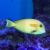 Orange Shoulder Surgeon Tang