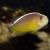 Orange Skunk Clownfish
