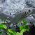 Oxeye Herring - Brackish