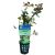Ludwigia Super Red - Submersed - Pot