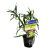 Pogostemon Stellata - Submersed - Pot