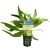 Hygrophila Willow - Pot