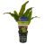 Java Fern Large - Pot
