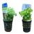 Pennywort Green - Pot