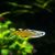 Pacific Blue Eye - Cape York