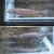 Pair Betta Pallifina