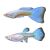 Pair Albino Sky Blue Guppy