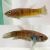 Pair Betta Gumak 
