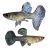Pair Dragon Blue Guppy