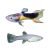 Pair Endlers Tuxedo Guppy 2.5cm