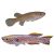 Pair Panchax Steel Blue
