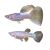 Pair Yellow Pingu Guppy
