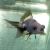 Panda Black and White Goldfish