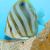 Ocellate Butterflyfish
