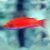 Wrasse Pink Flasher