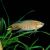 Paradise Fish