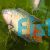 Paradise Fish Male