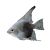 Paraiba Smokey Angelfish 