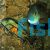 Parrot Cichlid 