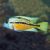 Parrot Cichlid