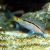 Goatfish - Dash N' Dot