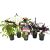 Assorted Display Plants