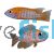 Peacock Cichlid - Eureka Red