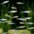 Pearl Danio