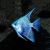 Pearlscale Blue Angelfish