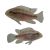 Pelvicachromis Silviae
