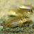 Lamprologus Ocellatus Gold