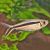 Penguin - Hockey Stick Tetra