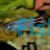 Pepper Tetra