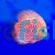 Pigeon Blood Discus