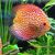 Pigeon Checkerboard Discus 9cm